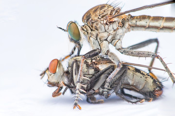 Wall Mural - Brown Heath Robberfly (Arthropoda: Diptera: Asilidae: Machimus: Machimus cingulatus) eating a Flesh Fly (Sarcophaga crassipalpis Macquart) isolated with white background