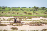 Fototapeta Sawanna - Blue wildebeest laying on the ground.