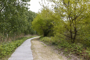 Wall Mural - path through the marsh-Labenne