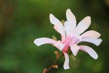Różowa Magnolia
