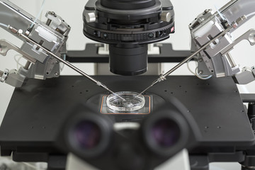 Laboratory fertilization in IVF microscope