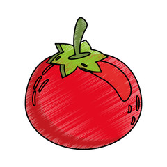 Sticker - drawing tomato food nutrition vector illustration eps 10