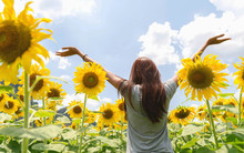 Freedom Life Of Beautiful Girl Relaxation Travel Outdoor Nature Of The Sunflowers Field And Sunshine