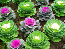 Close Up Of  Decorative Cabbage, Ornamental Cabbage Plants.