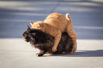 Domestic cats in the act of mating