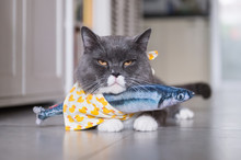 British Cat And Toy Fish
