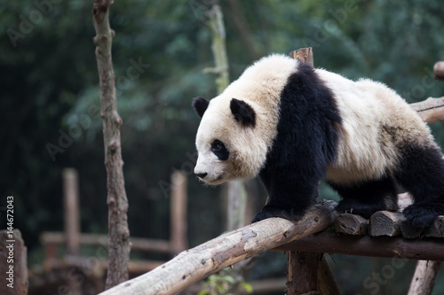 Zdjęcie XXL panda w parku