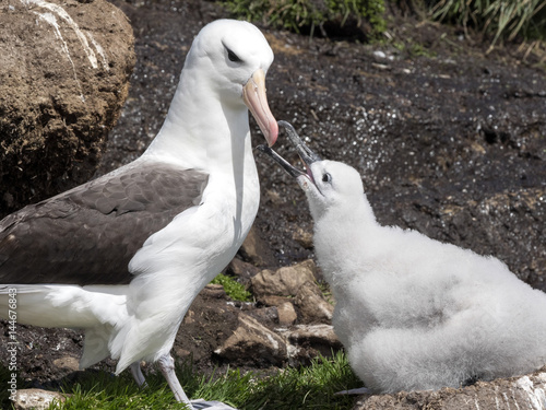 Fotografia, Obraz Black-browed Albatross, Thalassarche melanophris with young in the nest, Sounder