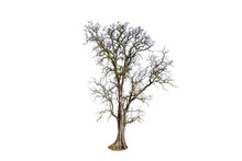 Single Old And Leafless Tree Isolated On White Background