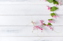Mexican Creeper Pink Flower On White Wood Background