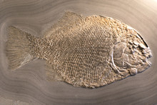 Fish Fossil On Sand Stone Background