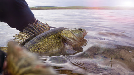 Wall Mural - Fishing. I catch and release. Pike perch on freedom.