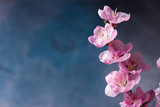 pink cherry blossom on gray and blue background