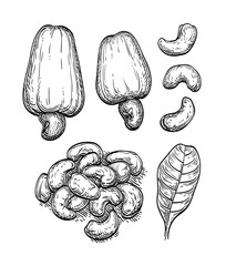 Canvas Print - ink sketch of nuts.