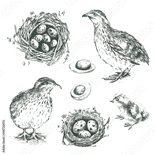 Cuadros en Lienzo Set of vector graphic illustrations of quail, chick, eggs and ne
