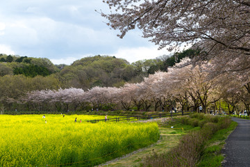 Wall Mural - 日本の春、桜と菜の花の風景