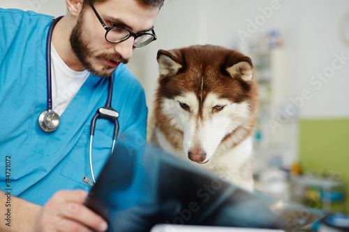 Fototapeta na szkło Vet physician showing x-ray results to dog