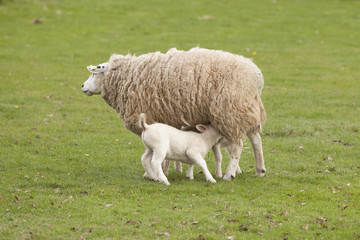 Wall Mural - lamb drinks from ewe in green grassy meadow