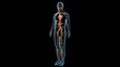 © PIC4U - 3d rendered anatomy illustration of a human body shape with heart and vascular system