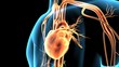 3d illustration human body heart and brain Nervous