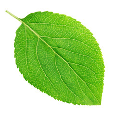 Apple tree leaf isolated on a white