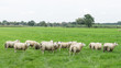 © Leoniek - Sheep grazing in a Dutch meadow at summertime