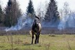 © butus - Серый конь в поле на фоне забора деревьев