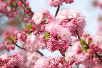 Fotomurales - 八重桜