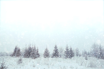 blurred background small Christmas trees with snow winter