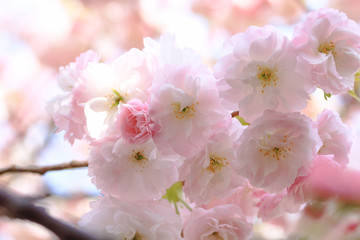 Fotomurales - 八重桜