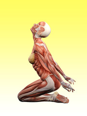 female muscle anatomy 3d illustration