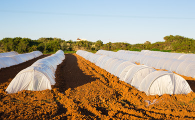 greenhouses in country garden in spring