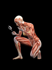 femal muscle anatomy searching with magnifying glass 3d illustration