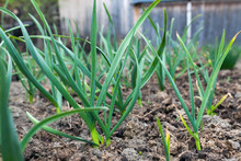 Green Garlic Growing In The Garden.