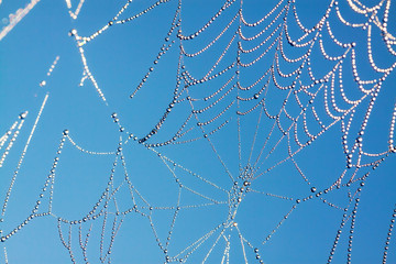 Wall Mural - background from a web with dew drops