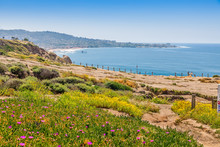 Sandstone Cliffs At Torrey Pines Gliderport Are Covered In Wildflowers And Offer Stunning Views Of Scripps Pier And La Jolla