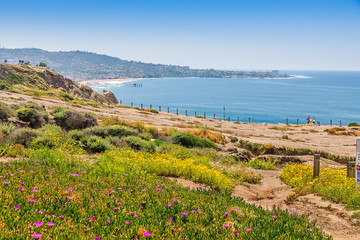 Wall Mural - Sandstone cliffs at Torrey Pines gliderport are covered in wildflowers and offer stunning views of Scripps Pier and La Jolla