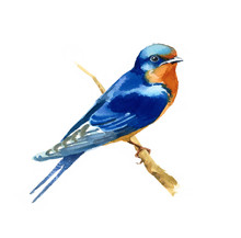 Watercolor Blue Bird Barn Swallow On The Branch Hand Drawn Illustration Isolated On White Background