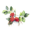 A branch of dog rose (eglantine) with three red berries and green leaves in the Botanical style. Watercolor illustration isolated on white. Sketch hand drawn fruits of dog rose flower and leaf.