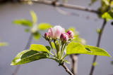 Fototapeta Storczyk - fiore e boccioli di melo1