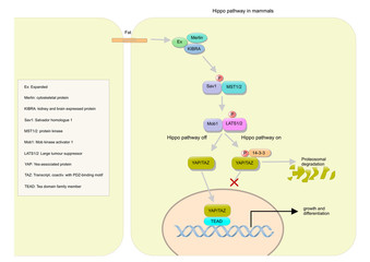  hippo signaling pathway in mammals