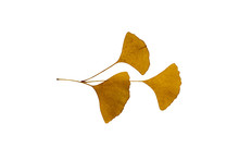 Dry Ginkgo Biloba Leaf