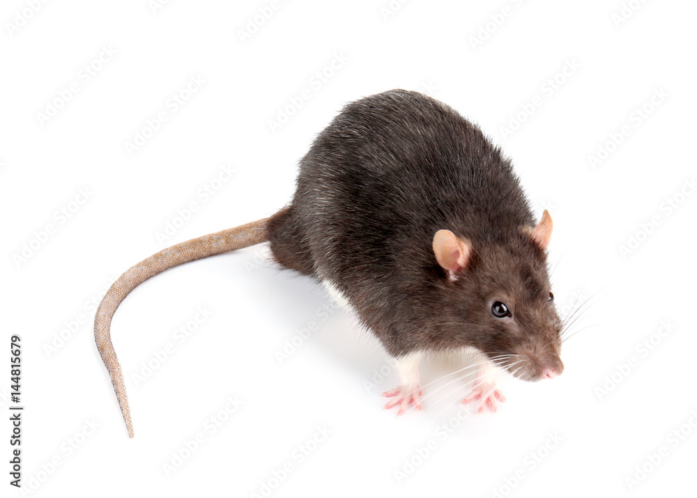 Cute funny rat on white background