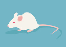 Lab White Rat Vector Illustration