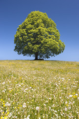 Canvas Print - Alleinstehende Linde als Einzelbaum im Frühling auf Wiese in Bayern