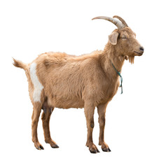 Adult red goat with horns and milk udder. Isolated