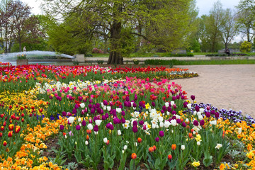 Wall Mural - Bunte Frühlingsbeete im Kölner Rheinpark 