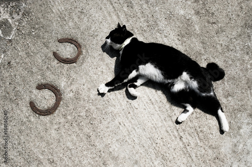 Chat Animal Heureux Soleil Tranquille Repos Rouler Chance Fer A Cheval Sol Beton Noir Et Blanc Plaisir Compagnie Detente Stock Photo Adobe Stock Chat Animal Heureux Soleil Tranquille Repos Rouler Chance Fer A Cheval Sol Beton Noir Et Blanc Plaisir Compagnie Detente Stock Photo Adobe Stock