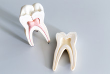 Tooth Model For Education In Laboratory.