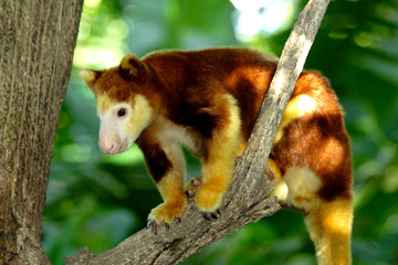 tree kangaroo sitting on a tree branch, papua new guinea